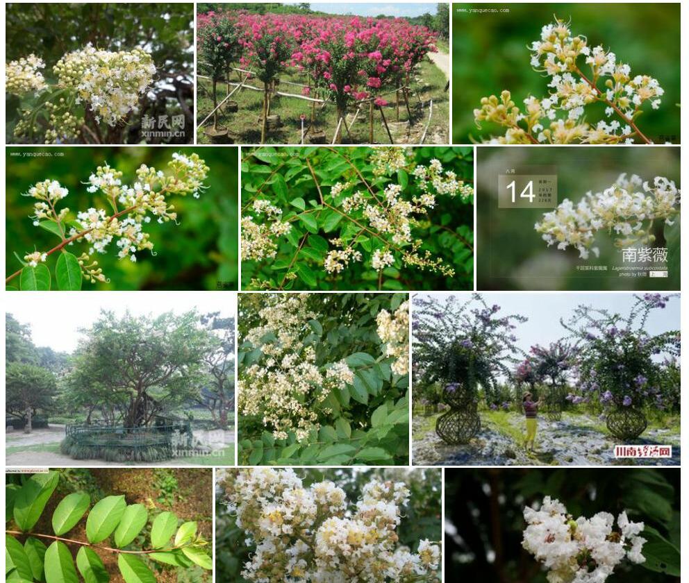 南紫薇Lagerstroemia-subcostata图片