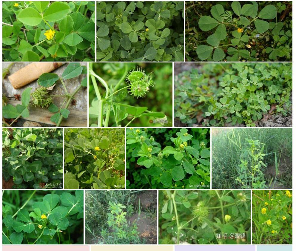 南苜蓿Medicago-polymorpha图片