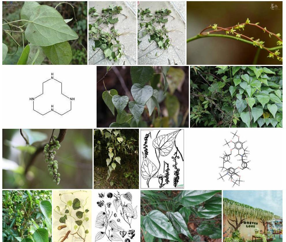 南轮环藤Cyclea-tonkinensis图片