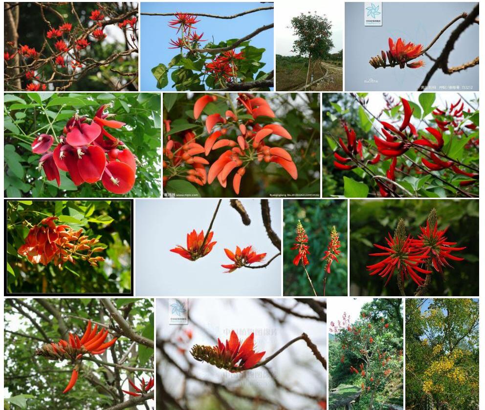 南非刺桐Erythrina-caffra图片