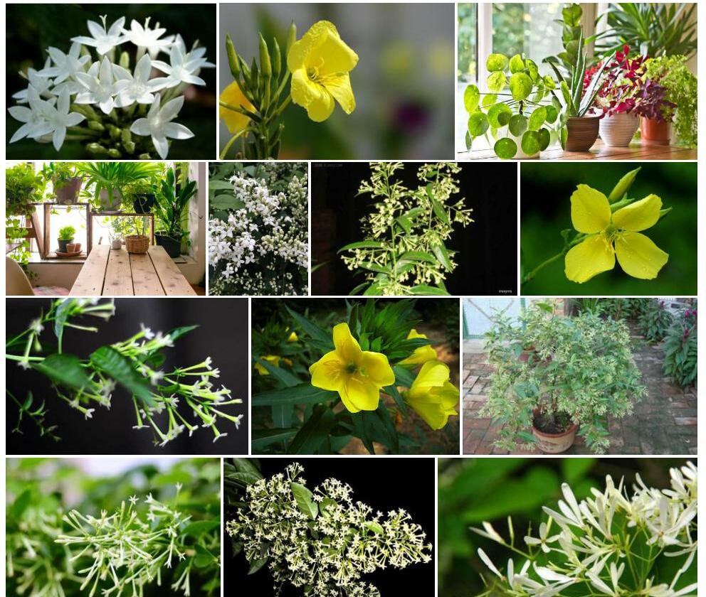 卧茎夜来香Telosma-procumbens图片