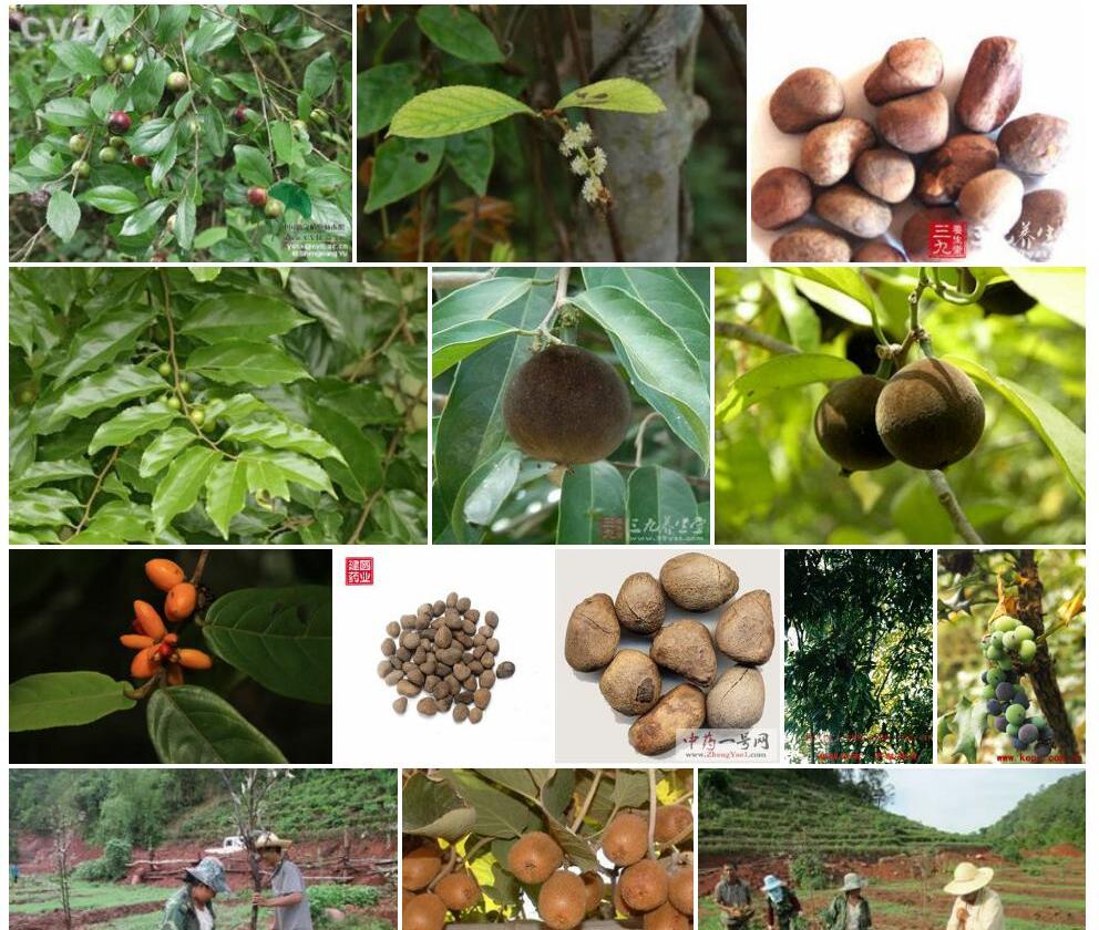印度大风子Hydnocarpus-kurzii图片