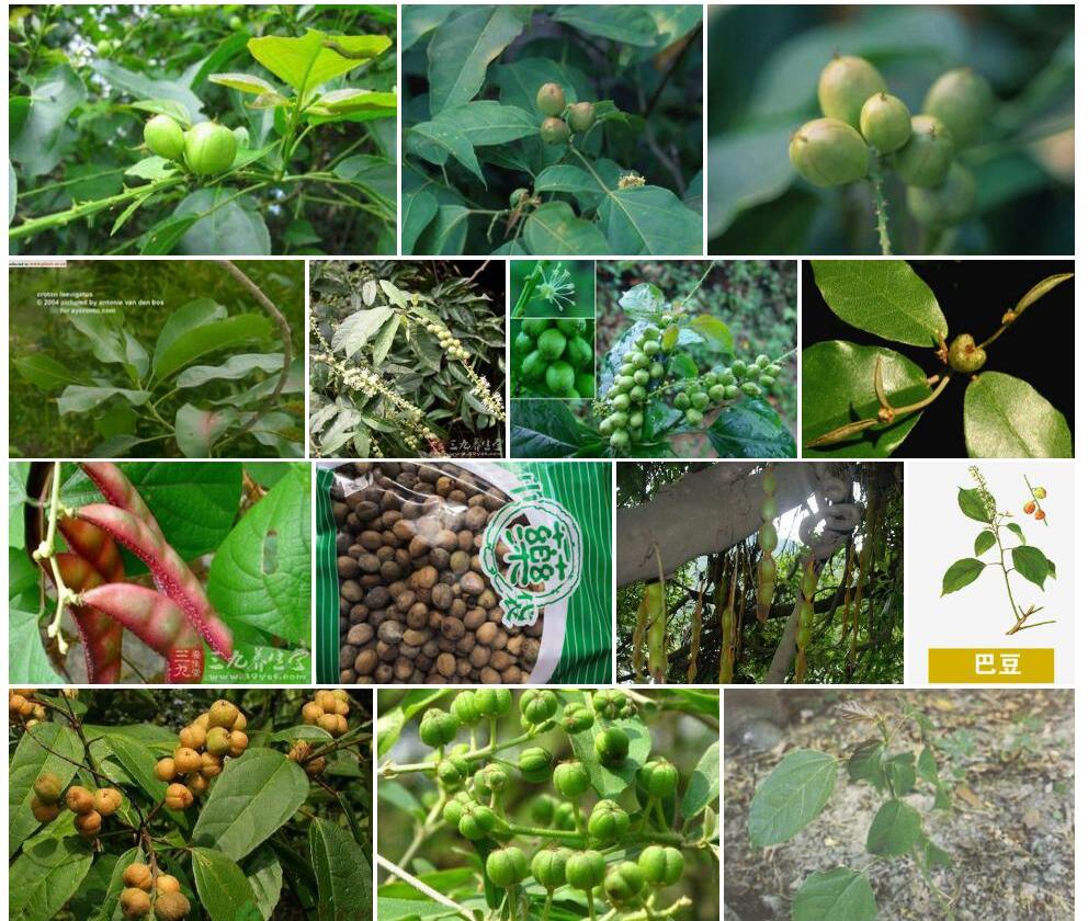 卵叶巴豆Croton-caudatus图片