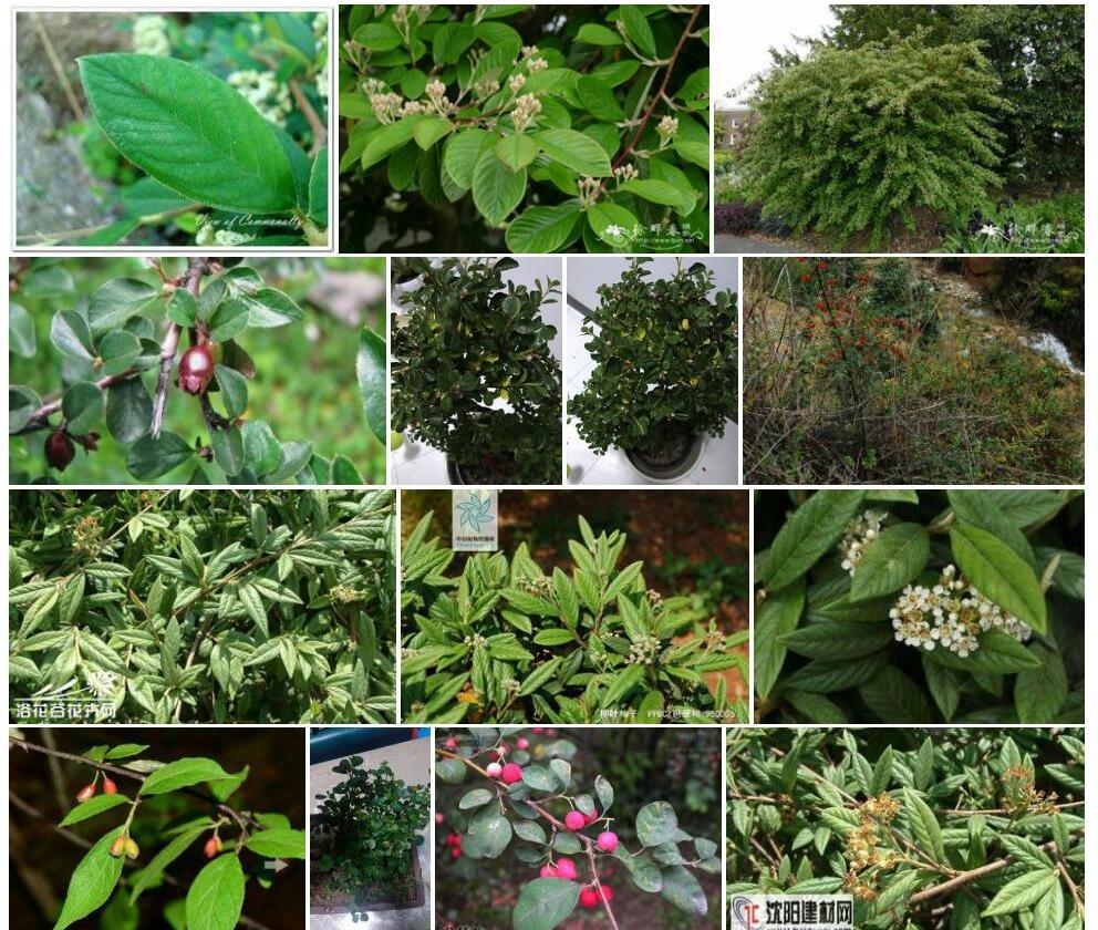 厚叶栒子Cotoneaster-coriaceus图片