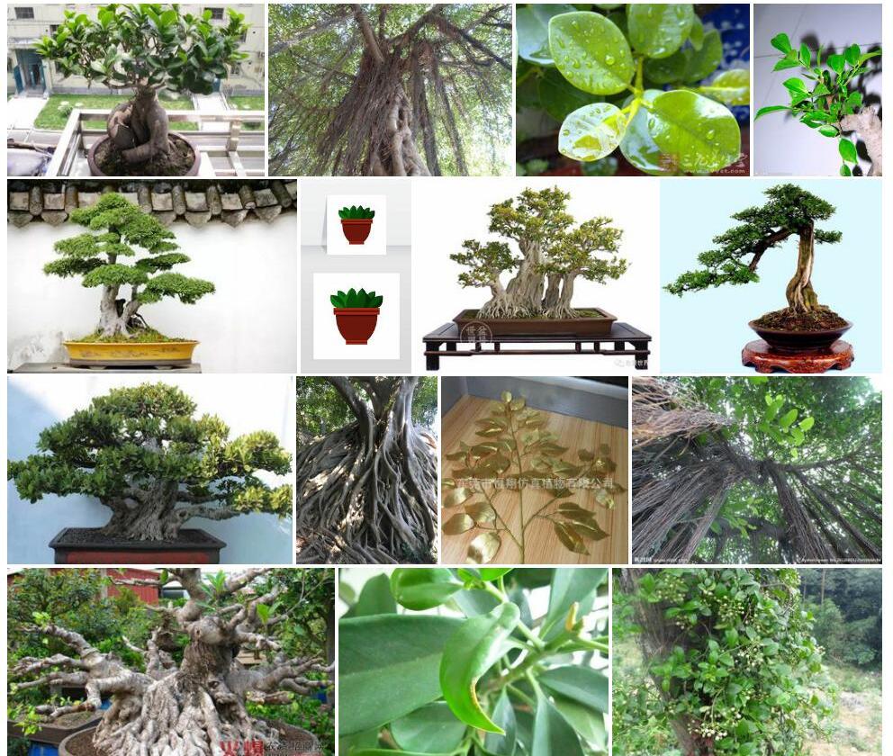 厚叶榕树Ficus-microcarpa-var.-crassifolia图片