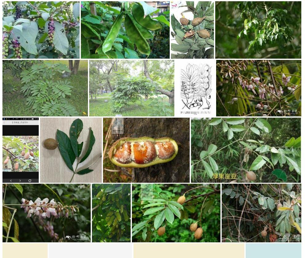 厚果崖豆藤Millettia-pachycarpa图片