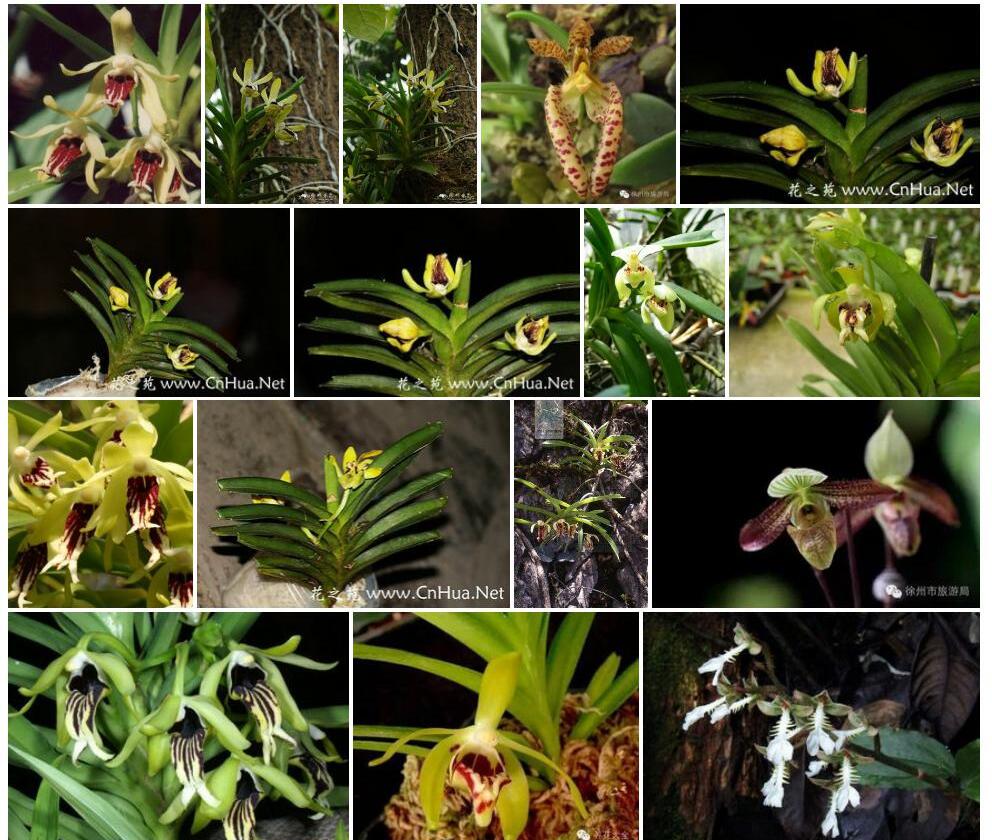 叉唇万代兰Vanda-cristata图片