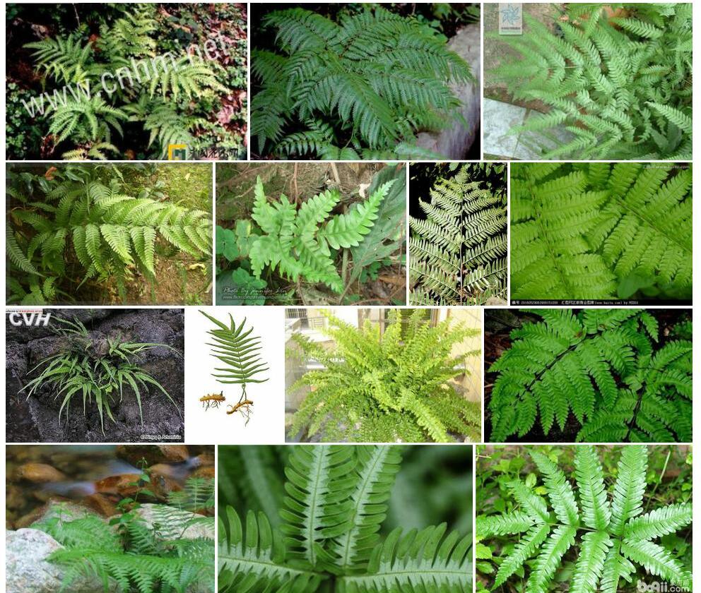 叉羽凤尾蕨Pteris-ensiformis-var.-furcans图片