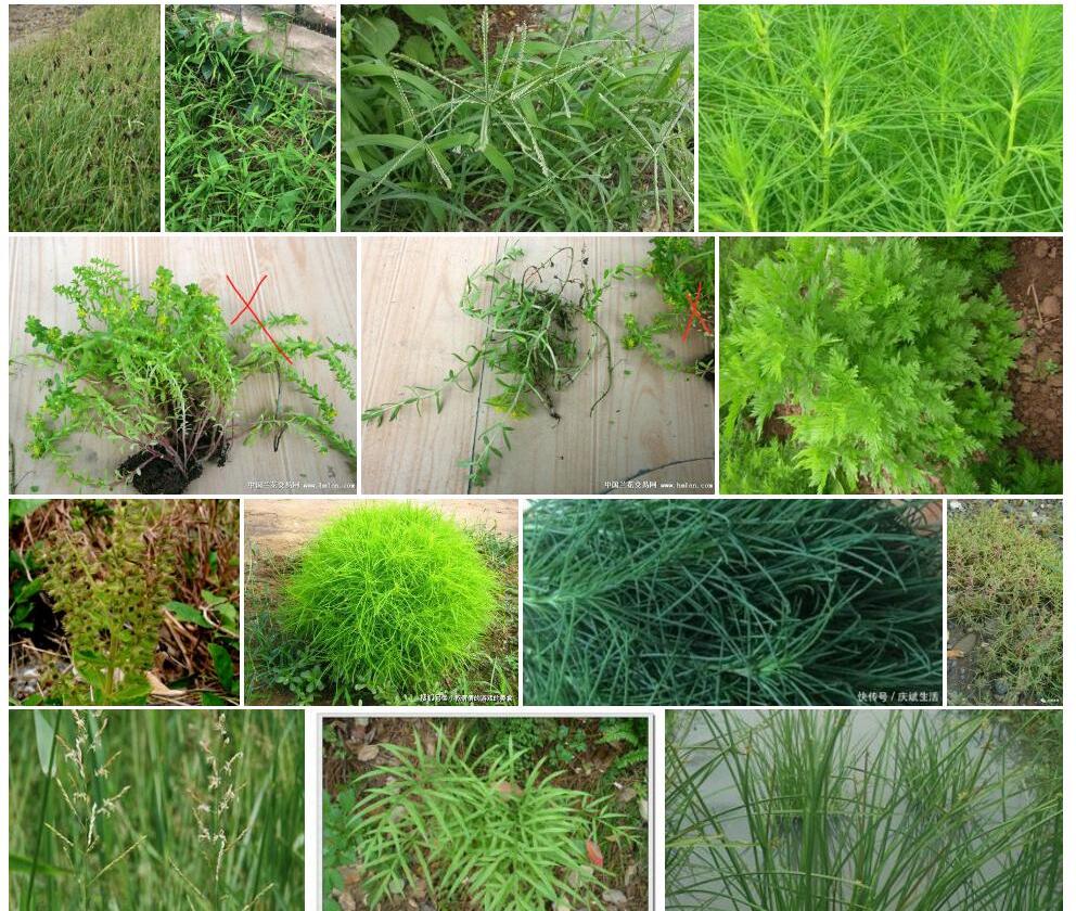 叉齿薹草Carex-gotoi图片