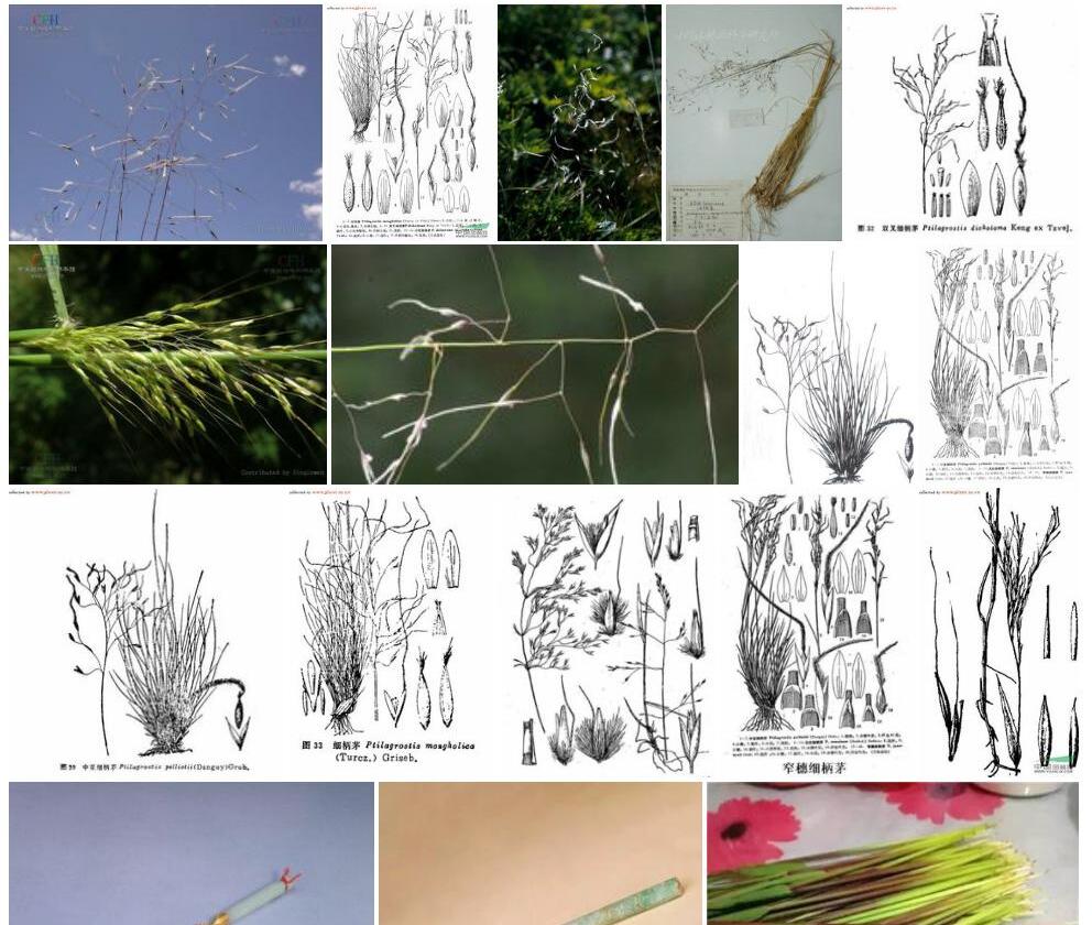 双叉细柄茅Ptilagrostis-dichotoma图片