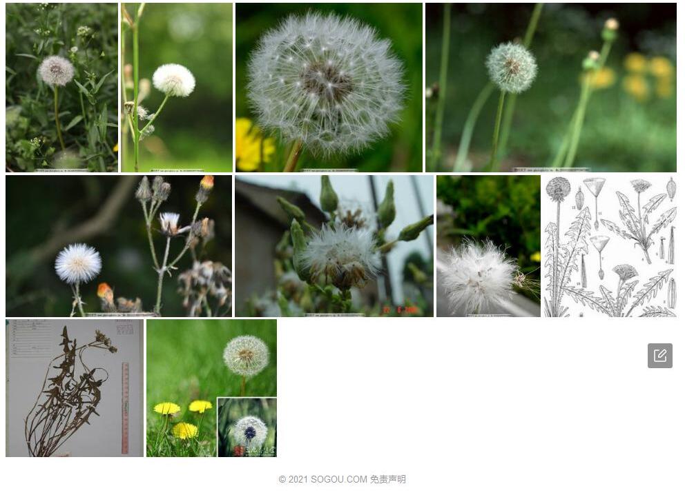 反苞蒲公英Taraxacum-grypodon图片