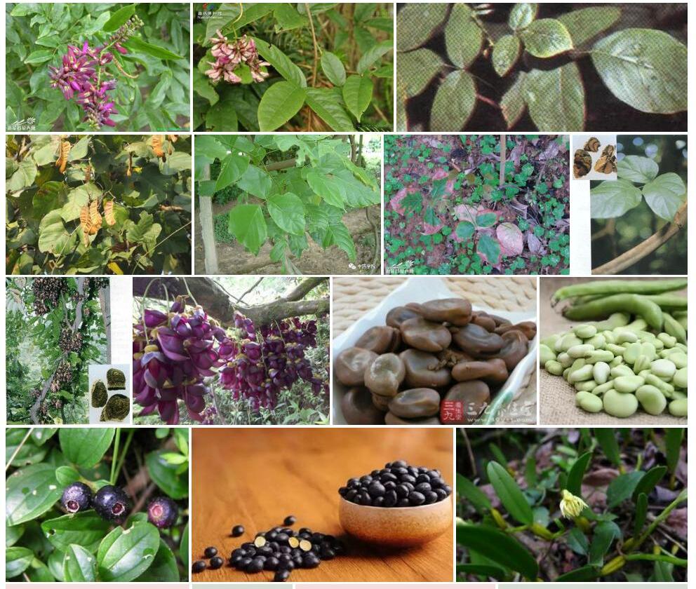 变色密花豆Spatholobus-discolor图片