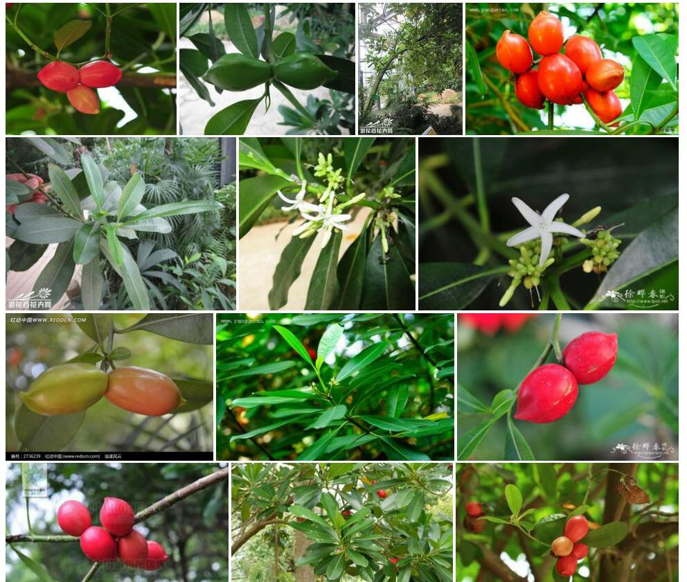 古城玫瑰树Ochrosia-elliptica图片