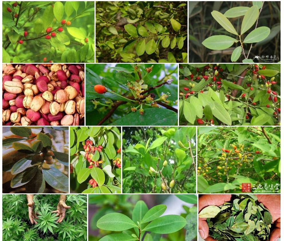 古柯Erythroxylum-novogranatense图片