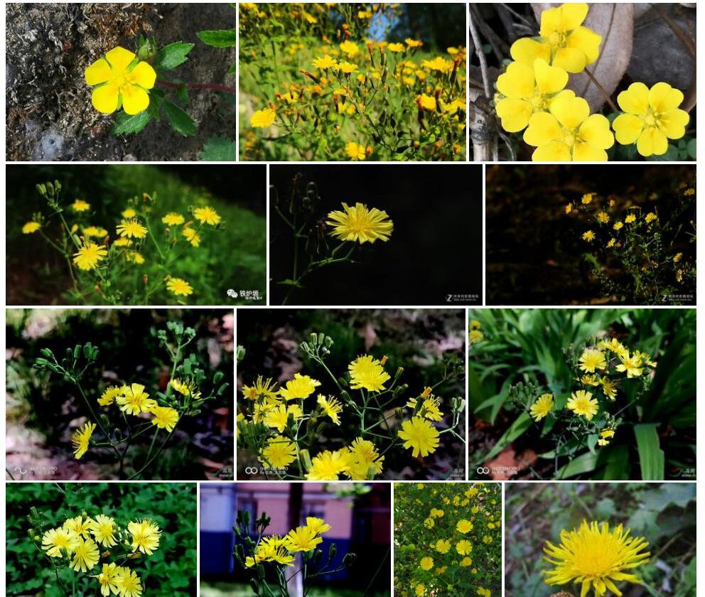 台湾假还阳参Crepidiastrum-taiwanianum图片