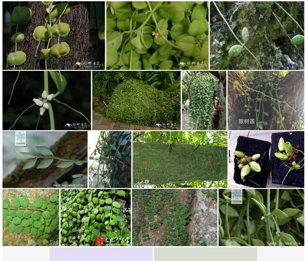 台湾眼树莲Dischidia-formosana图片