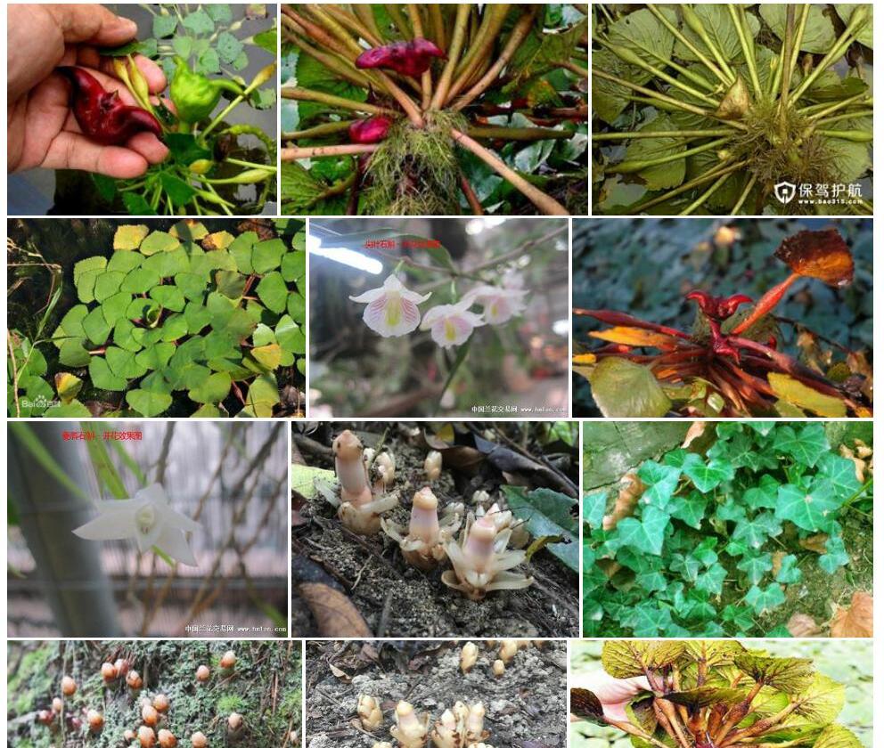 台湾菱Trapa-bicornis-var.-taiwanensis图片