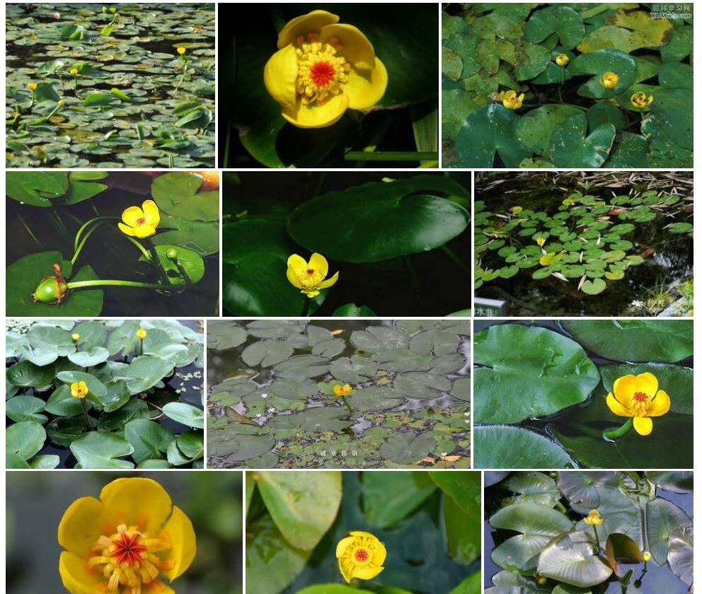 台湾萍蓬草Nuphar-shimadai图片