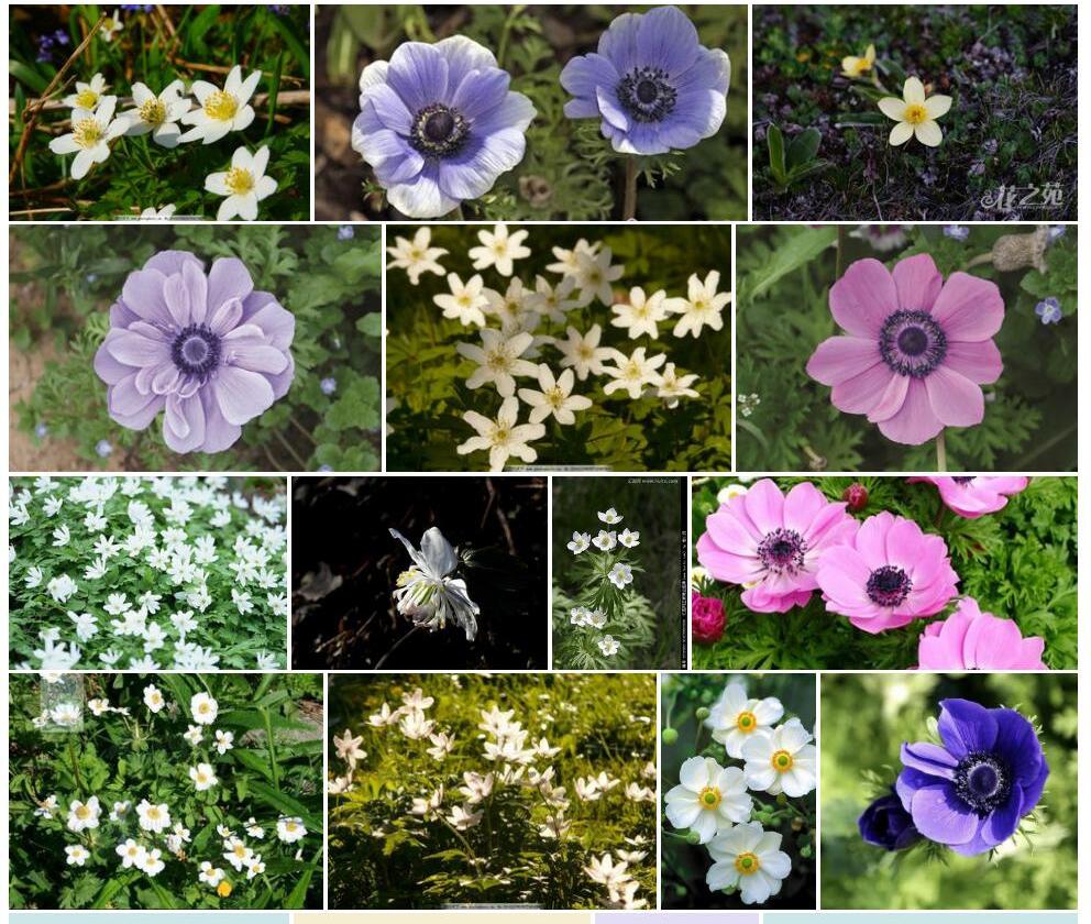 台湾银莲花Anemone-takasagomontana图片