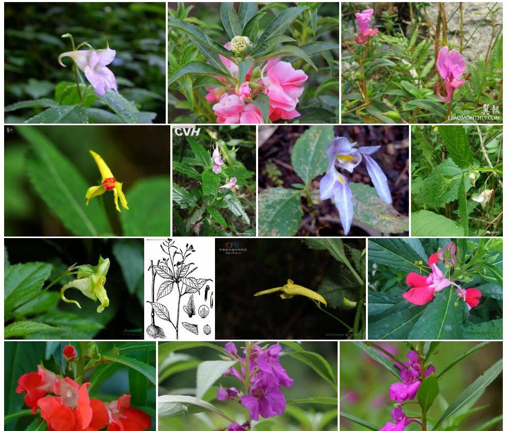 同距凤仙花Impatiens-holocentra图片