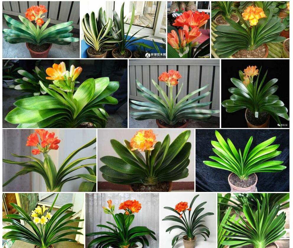 君子兰属Clivia图片