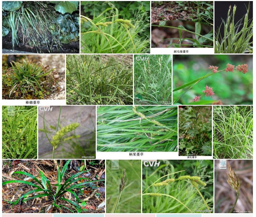 和平菱果薹草Carex-macrandrolepis图片