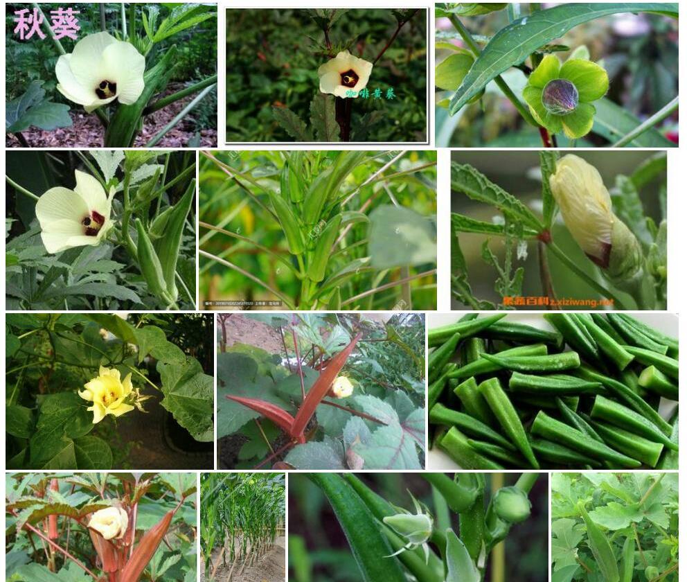 咖啡黄葵Abelmoschus-esculentus图片