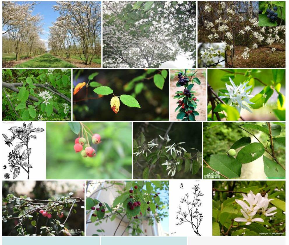 唐棣Amelanchier-sinica图片