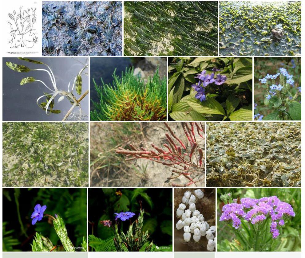 喜盐草属Halophila图片