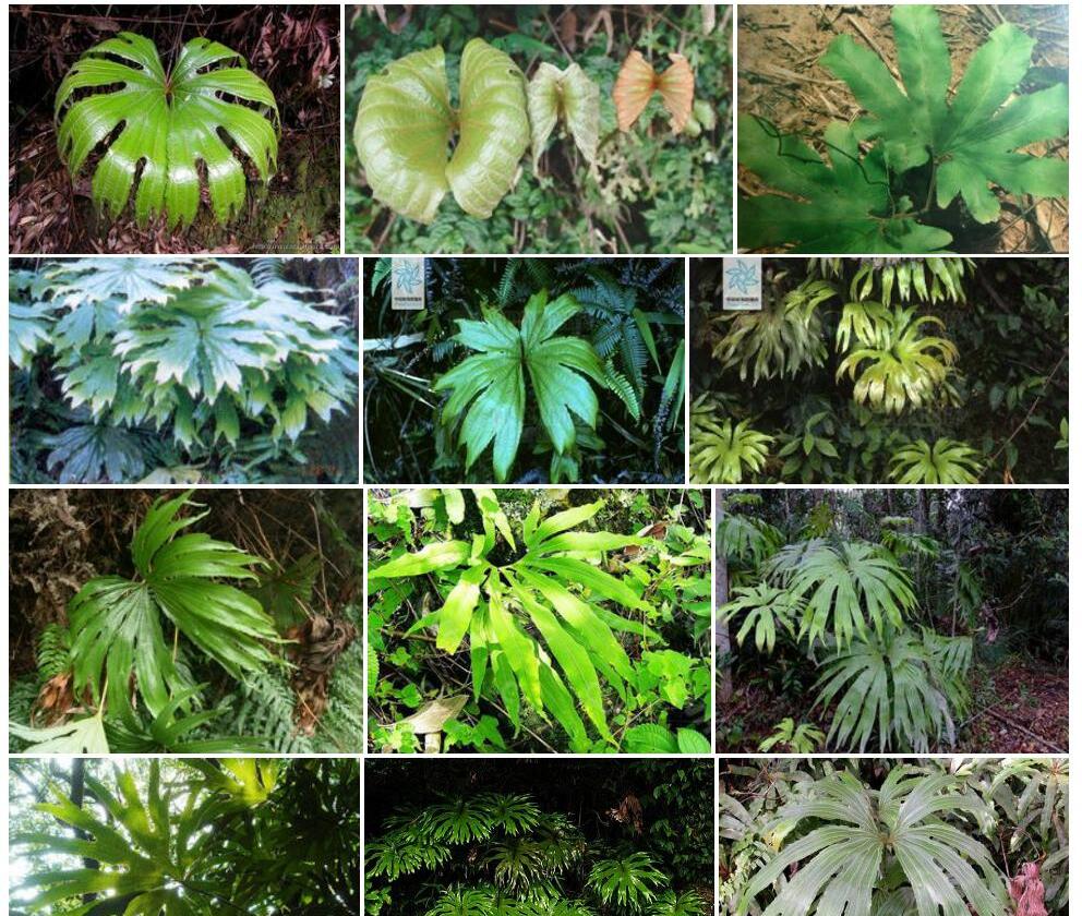 喜马拉雅双扇蕨Dipteris-wallichii图片