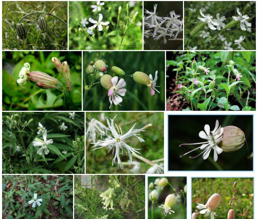 喜马拉雅蝇子草Silene-himalayensis图片