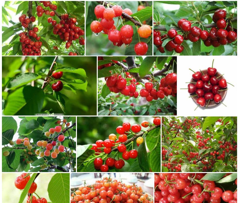 四川樱桃Cerasus-szechuanica图片