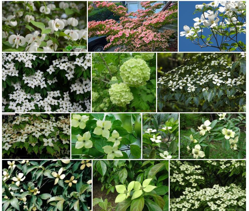 四照花Dendrobenthamia-japonica-var.-chinensis图片