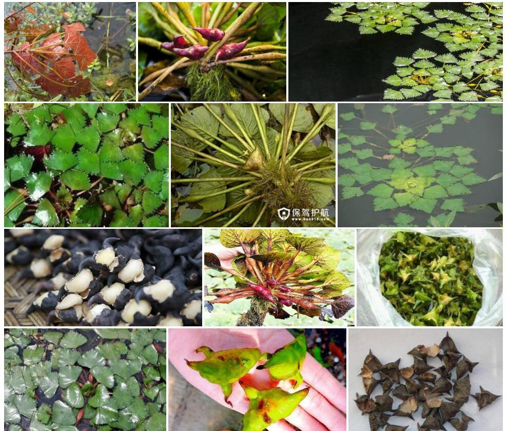 四角刻叶菱Trapa-incisa图片