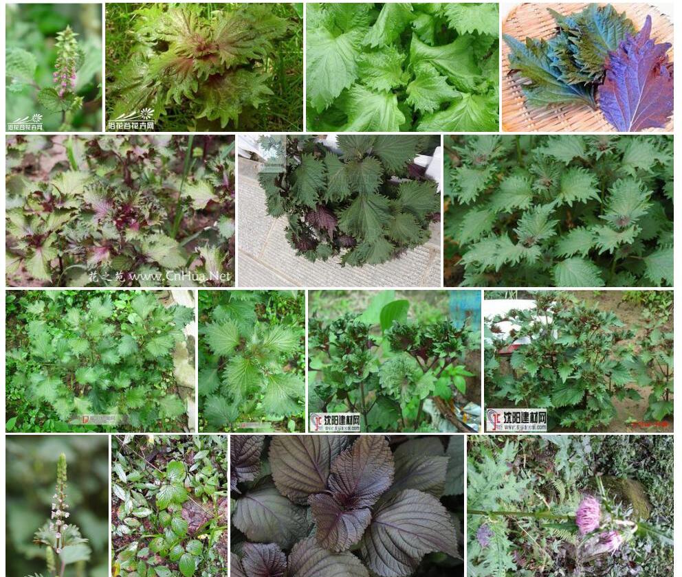 回回苏Perilla-frutescens-var.-crispa图片