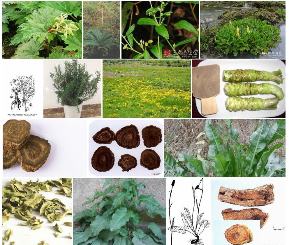 圆叶大黄Rheum-tataricum图片