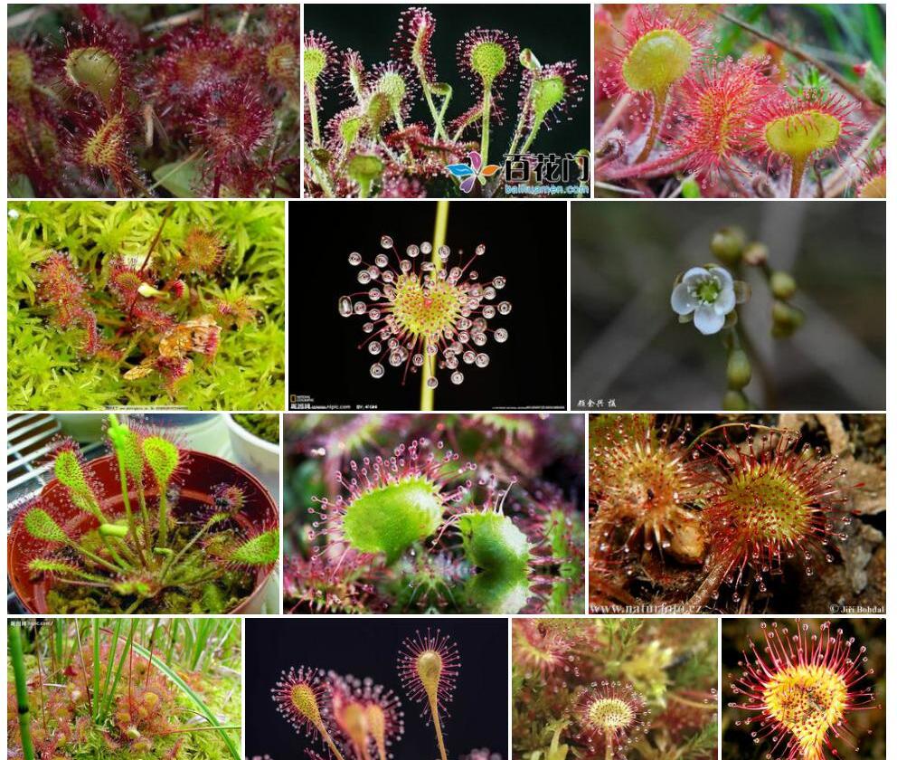 圆叶茅膏菜Drosera-rotundifolia图片