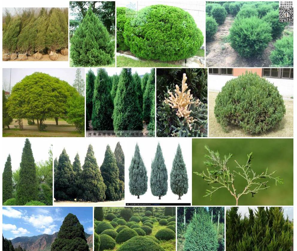 圆柏Sabina-chinensis图片