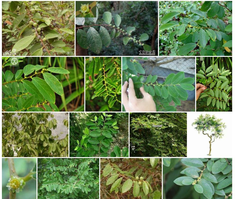 土蜜树Bridelia-tomentosa图片