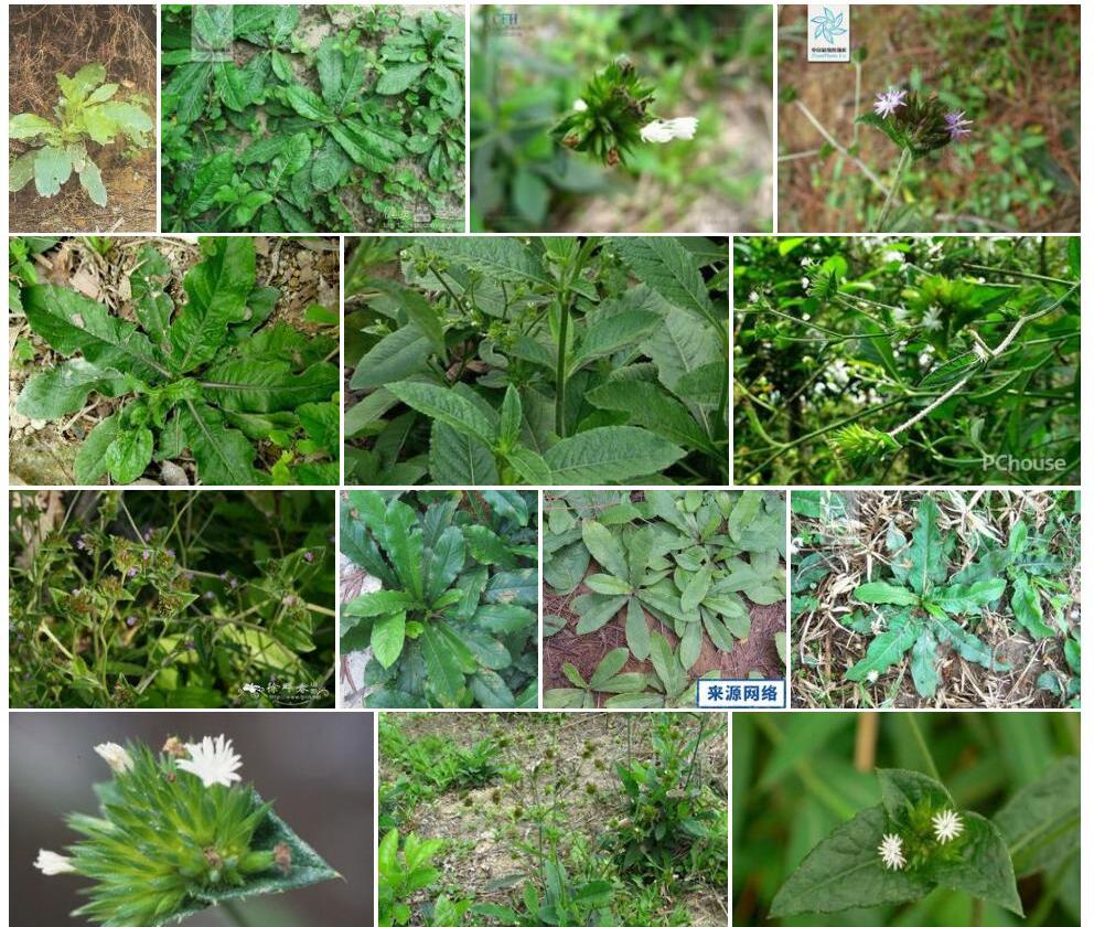 地胆草属Elephantopus图片