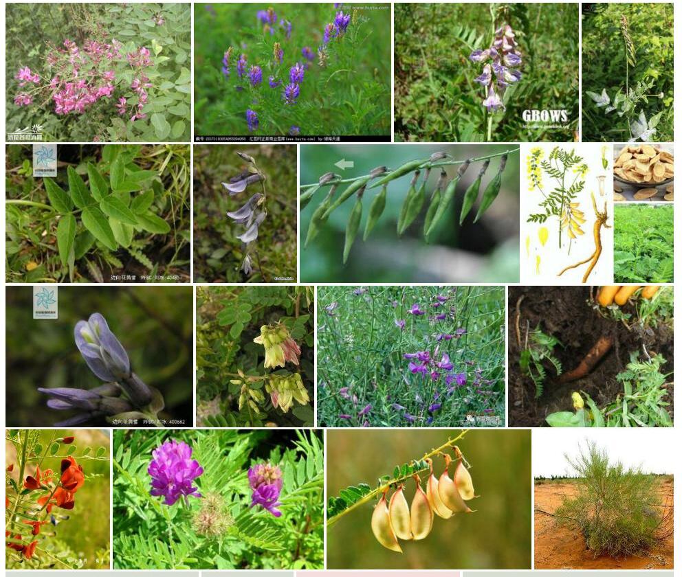 地花黄耆Astragalus-basiflorus图片