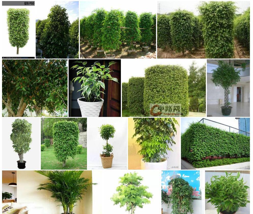 垂叶榕Ficus-benjamina图片