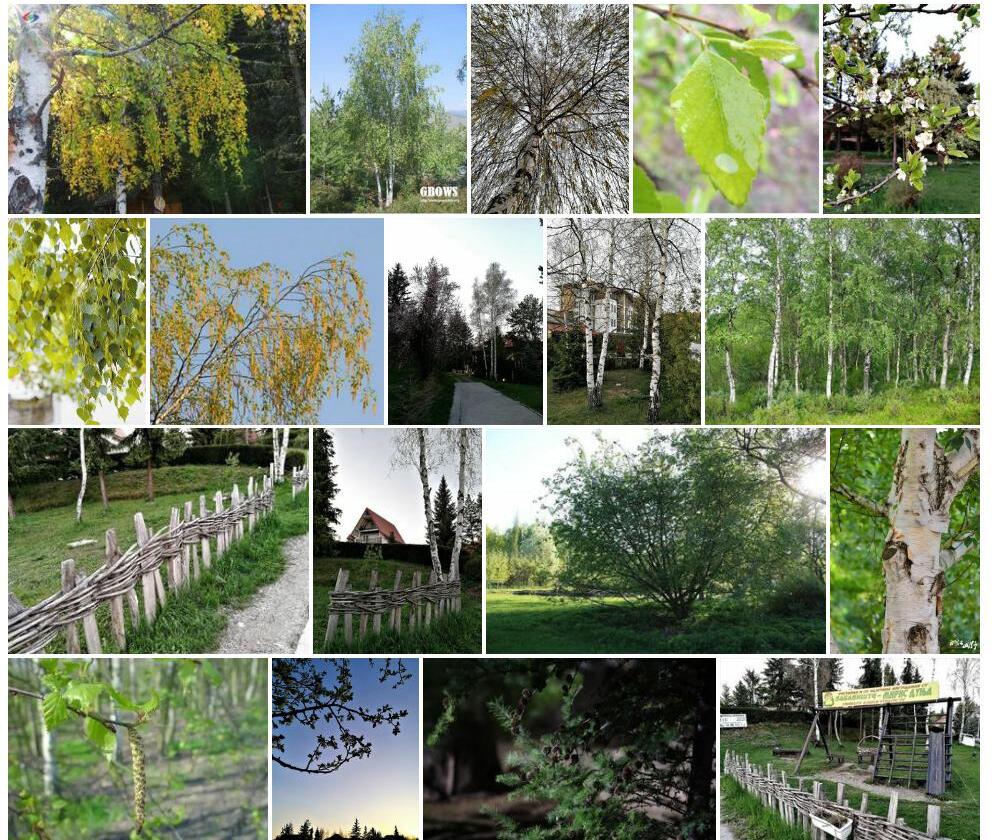 垂枝桦Betula-pendula图片