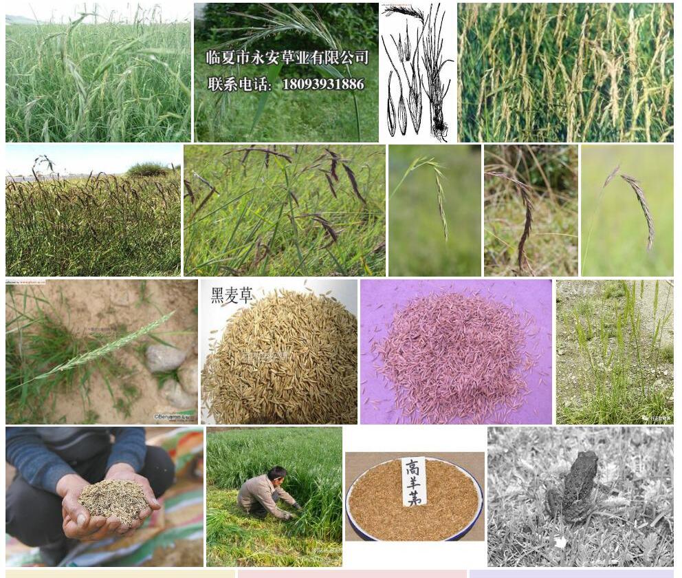 垂穗披碱草Elymus-nutans图片