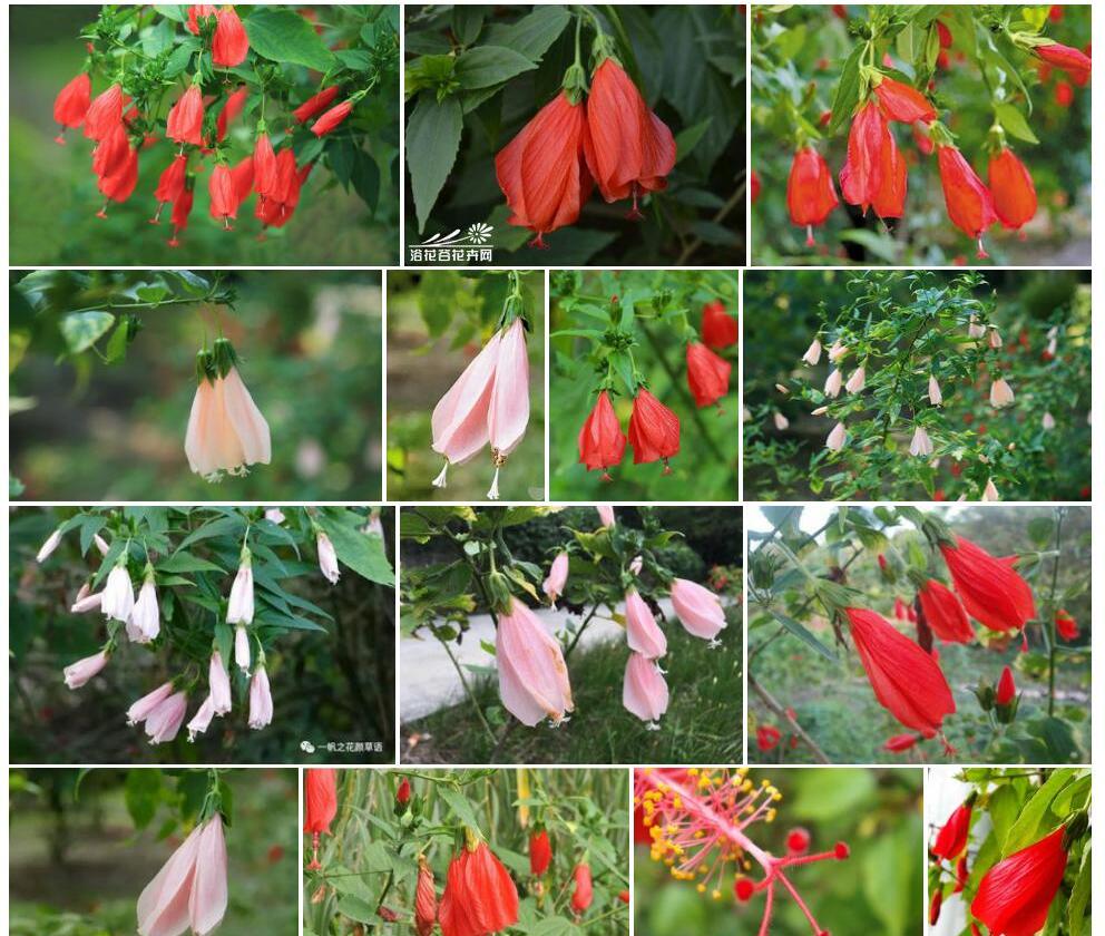 垂花悬铃花Malvaviscus-arboreus-var.-penduliflorus图片