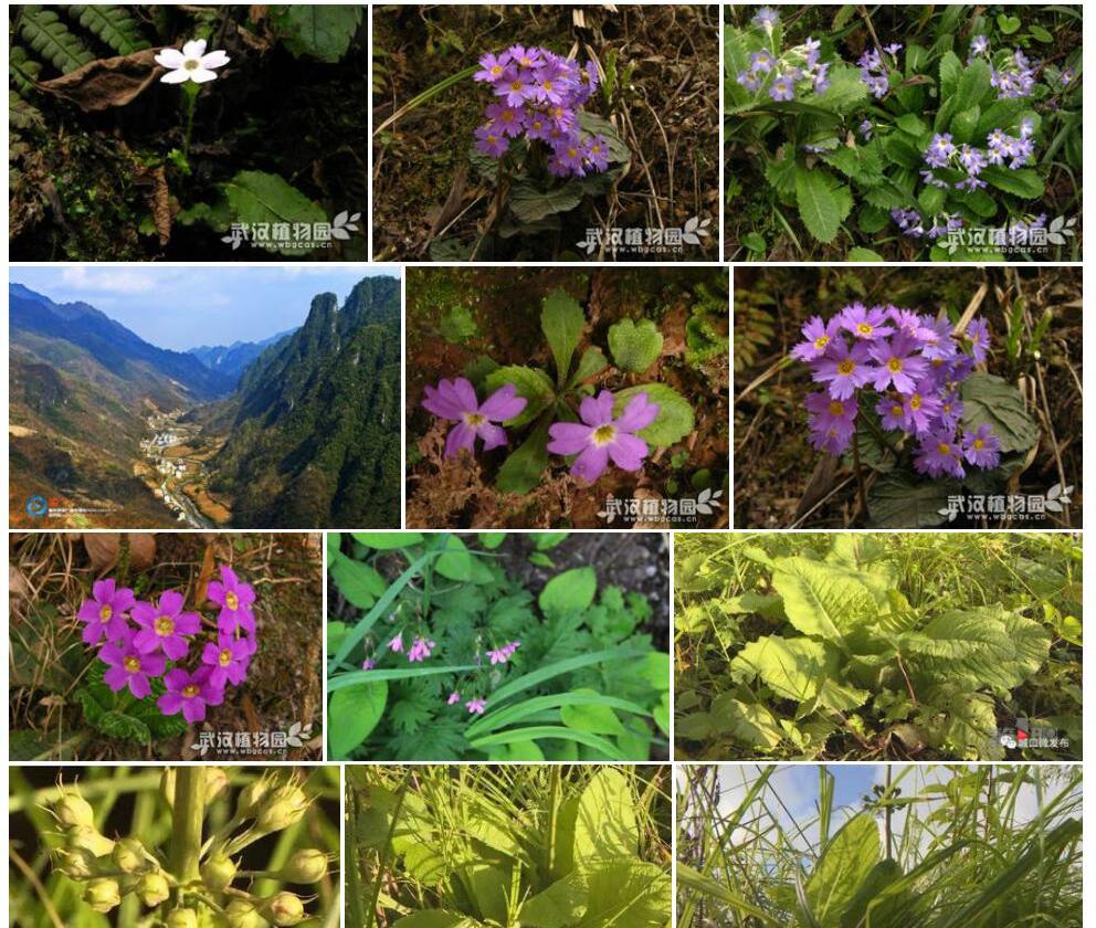 城口报春Primula-fagosa图片