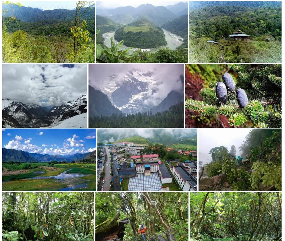 墨脱青冈Cyclobalanopsis-motuoensis图片