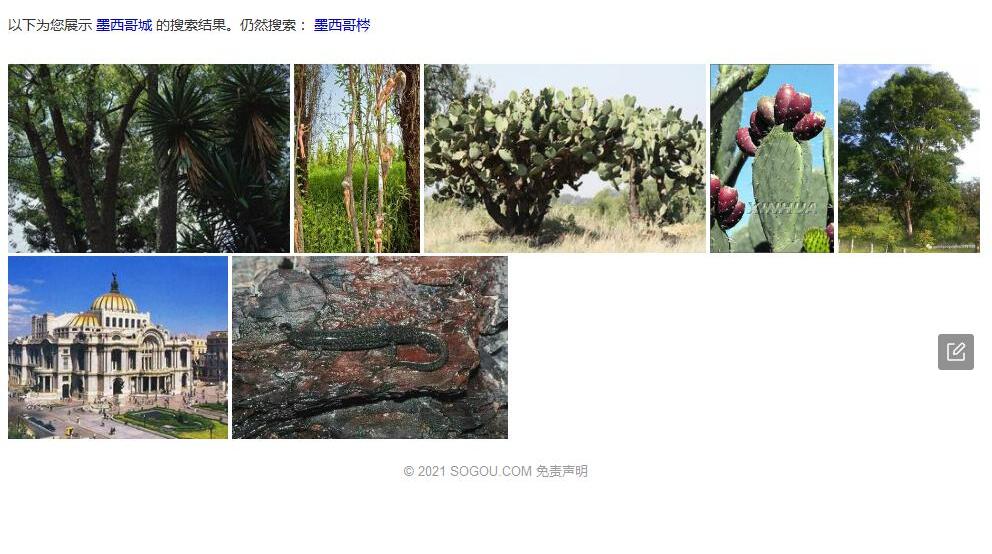 墨西哥梣Fraxinus-uhdei图片