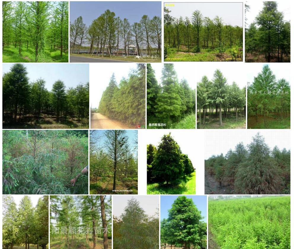 墨西哥落羽杉Taxodium-mucronatum图片