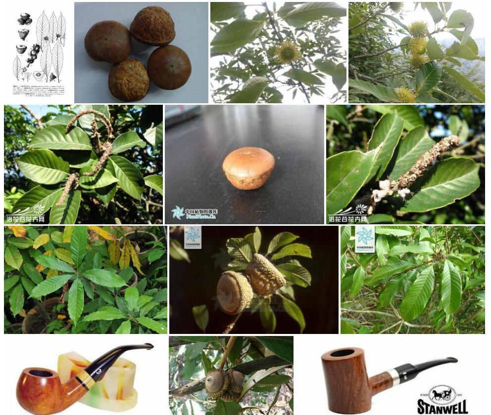 多果烟斗柯Lithocarpus-corneus-var.-fructuosus图片
